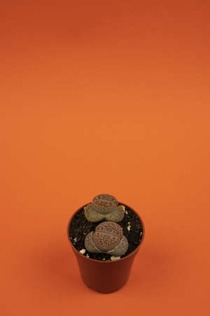 lithops aucampiae in pot with orange background, top view
