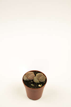 lithops aucampiae in pot with white background, top view