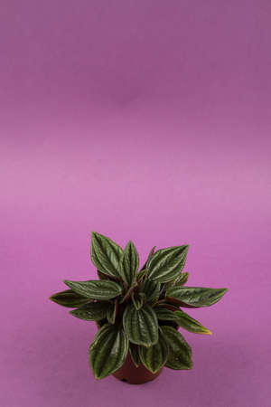peperomia caperata in pot with purple background, top viewの写真素材