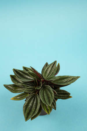 peperomia caperata in pot with blue background, top view