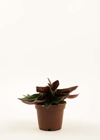 peperomia caperata in pot with white backgroundの写真素材