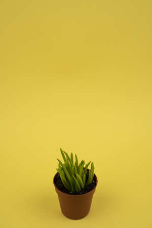 Senecio cylindricus in pot with yellow background, top viewの写真素材