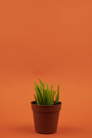 Senecio cylindricus in pot with orange backgroundの写真素材