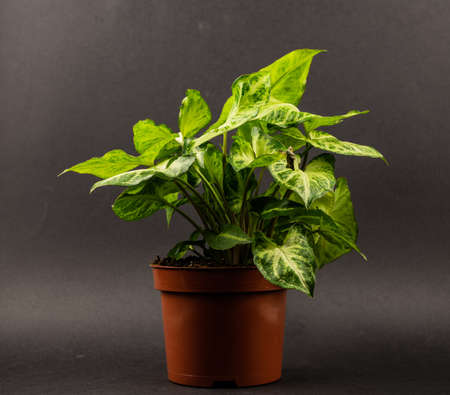 Syngonium in pot with black backgroundの写真素材