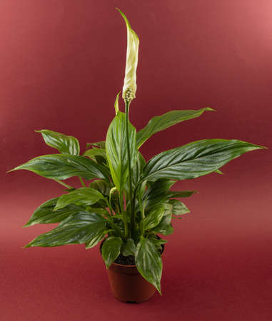 Spathiphyllum wallisii in flowerpot with red background, top viewの写真素材