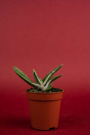 gasteria carinata in pot with red backgroundの写真素材