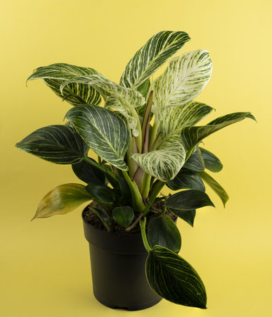 philodendron white measure in pot with yellow backgroundの写真素材