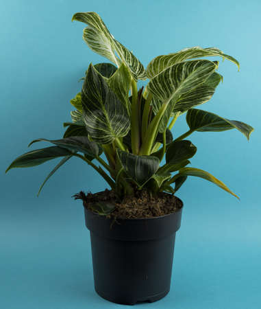 philodendron white measure in pot with blue backgroundの写真素材