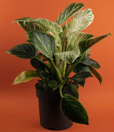 philodendron white measure in pot with orange backgroundの写真素材