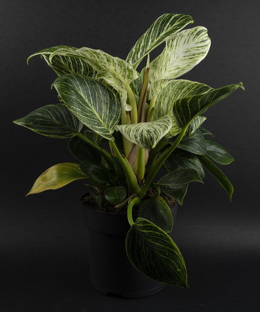 philodendron white measure in pot with black backgroundの写真素材