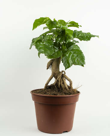 radermachera sinica in pot with white backgroundの写真素材