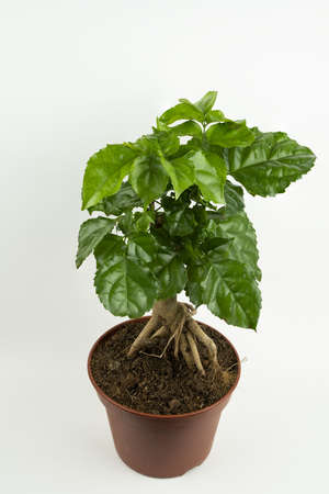 radermachera sinica in pot with white background, top viewの写真素材