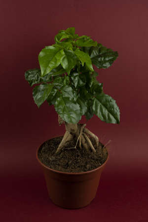 radermachera sinica in pot with red background, top viewの写真素材