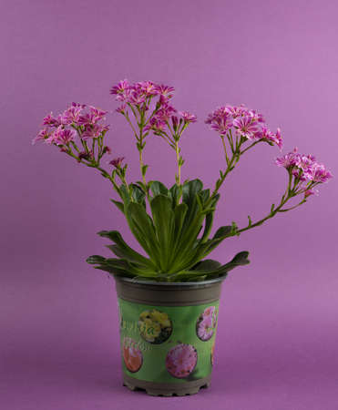 Lewisia cotyledon with purple backgroundの写真素材