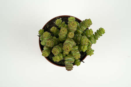 crassula rupestris in pot with white background, overhead viewの写真素材
