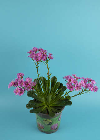 Lewisia cotyledon with blue background, top viewの写真素材
