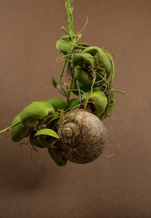 Dischidia Snaily with brown backgroundの写真素材