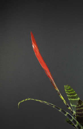 Vriesea splendens with black background