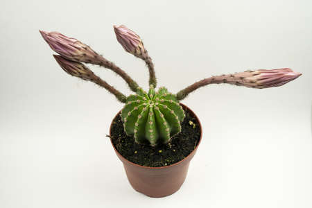 echinopsis eyriesii in pot with four closed flowers on white background, top viewの写真素材