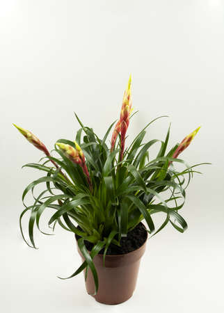 vriesea shannon potted with white background, top viewの写真素材