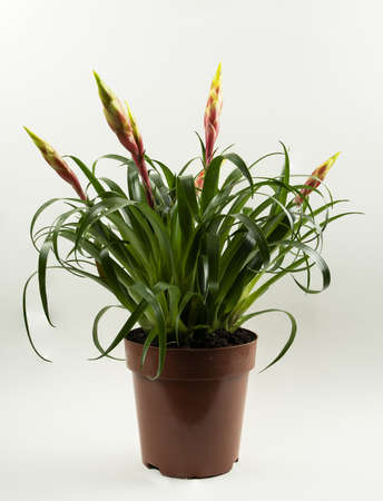 vriesea shannon potted with white backgroundの写真素材