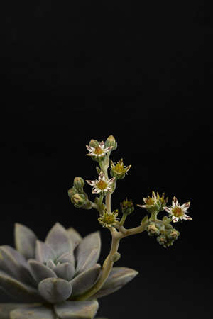 graptopetalum paraguayense with flower on black background