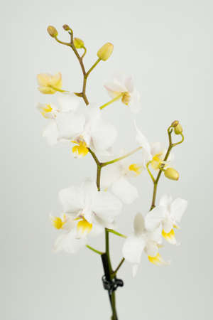 Phalaenopsis amabilis on white backgroundの写真素材