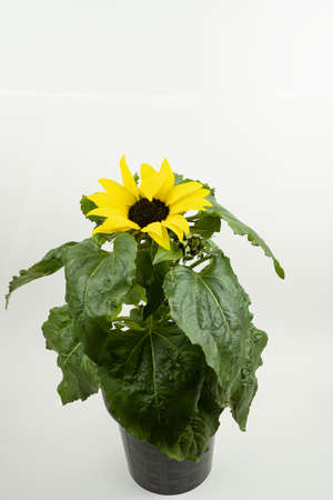 helianthus annuus in pot with white backgroundの写真素材