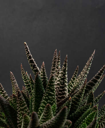 Gasteraloe with black backgroundの写真素材
