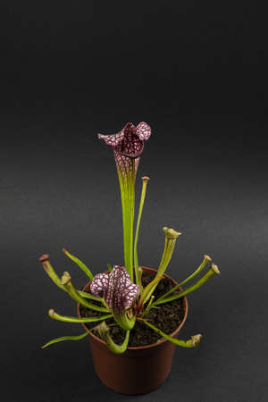 sarracenia leucophylla in flowerpot with black background, top viewの写真素材