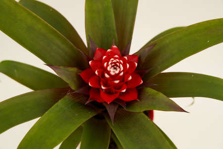 Guzmania monostachia in pot with white background, seen closelyの写真素材