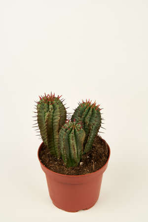 euphorbia horrida in pot with white background, top viewの写真素材