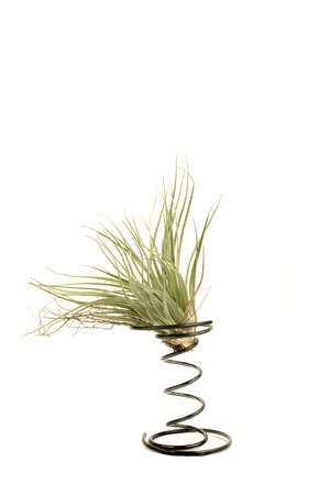 Tillandsia in metal with white backgroundの写真素材