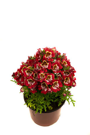 schizanthus with red flower in pot with white background, top viewの写真素材