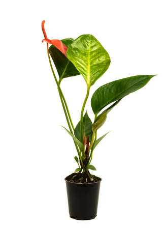 anthurium with red flower in pot with white backgroundの写真素材