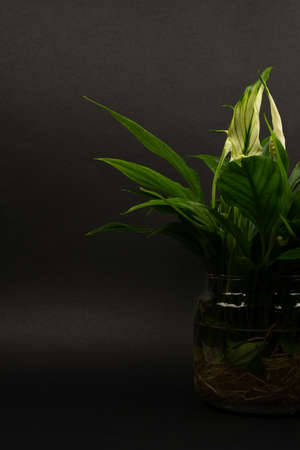 Spathiphyllum in glass pot with black backgroundの写真素材