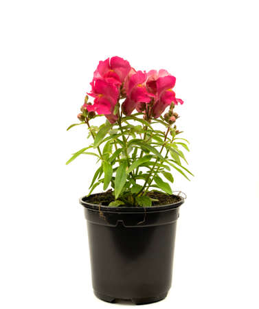 antirrhinum majus pink in pot with white backgroundの写真素材