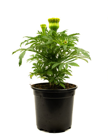 tagetes erecta with closed flower on white backgroundの写真素材