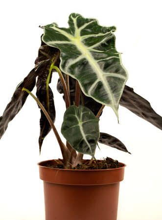 Alocasia sanderiana in pot with white background, seen closely.の写真素材