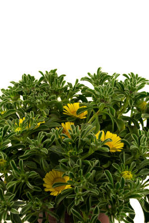 Pallenis maritima in pot with white background, seen closelyの写真素材
