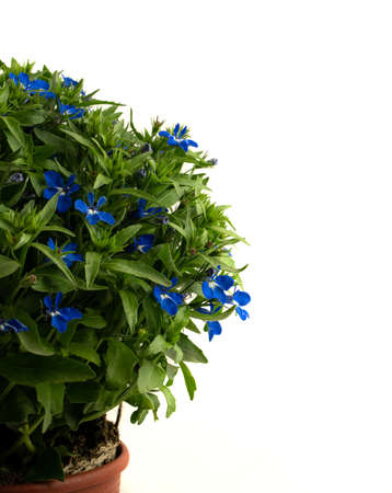 Lobelia erinus in flowerpot with white background, seen closelyの写真素材