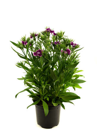 dianthus barbatus in pot with white background, top viewの写真素材