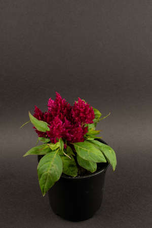celosia argentea with purple flower in pot with black background, top viewの写真素材
