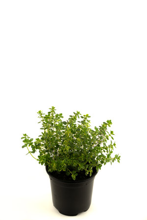 thymus vulgaris in pot with white background, top viewの写真素材