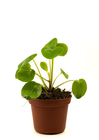 pilea peperomioides in pot with white backgroundの写真素材