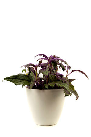 gynura aurantiaca in pot with white backgroundの写真素材