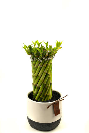 potted spiral shaped dracaena with white background, top viewの写真素材