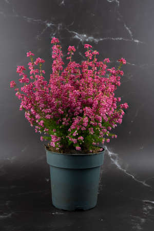 erica gracilis in pot with black and white marble-like backgroundの写真素材