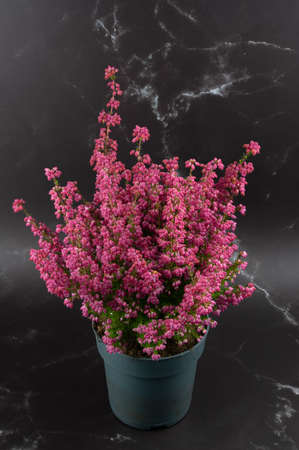 erica gracilis in pot with black and white marble-like background, top viewの写真素材