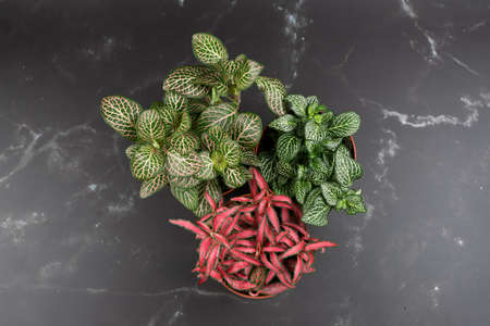 Set of Fittonia in a pot with a black marble-like background, overhead viewの写真素材